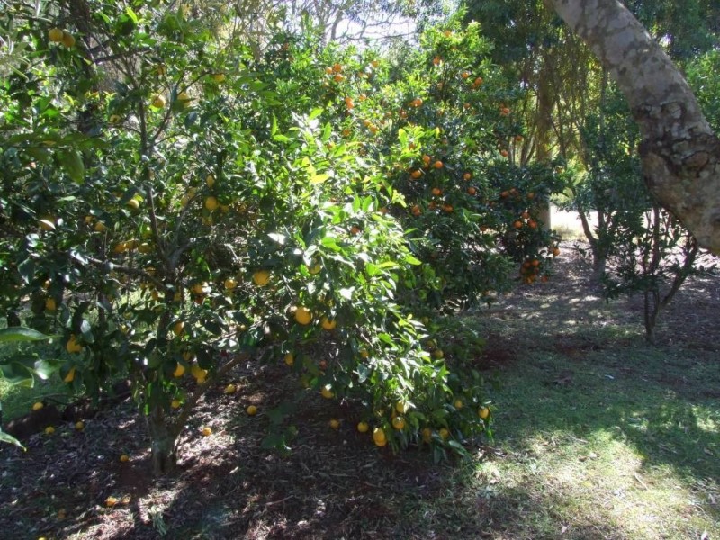 3a Station Street, Hampton QLD 4352