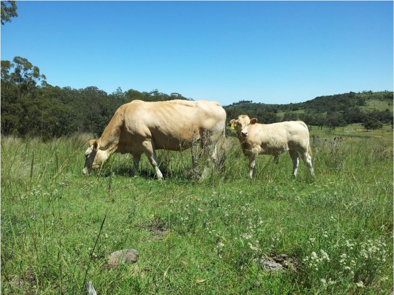 Lot 1 Pechey Maclagan Road, Groomsville QLD 4352