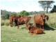 1191 Djuan Road, Haden QLD 4353