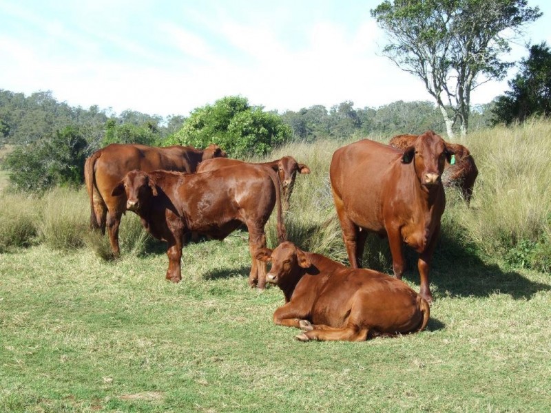 1191 Djuan Road, Haden QLD 4353