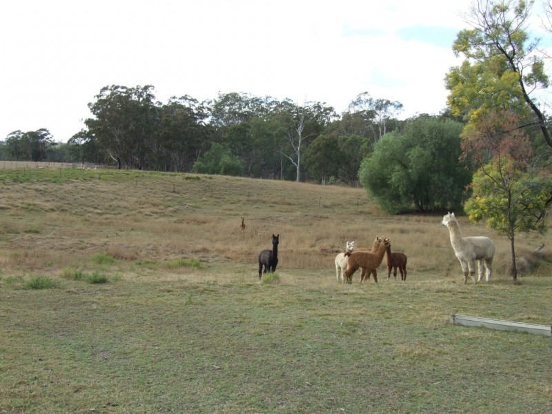 1205 Pechey maclagan Road, Groomsville QLD 4352