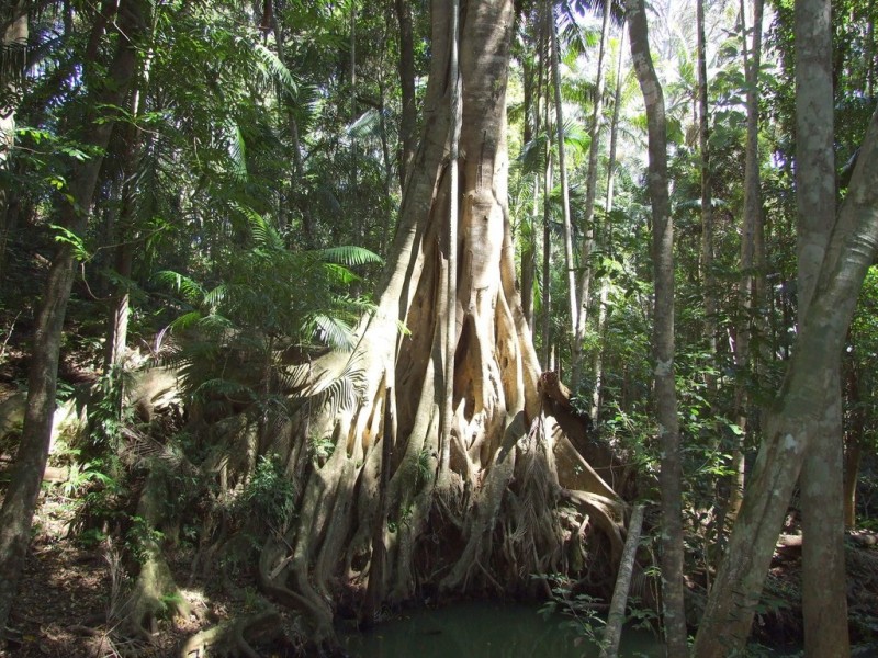 447 National Park Road, Ravensbourne QLD 4352