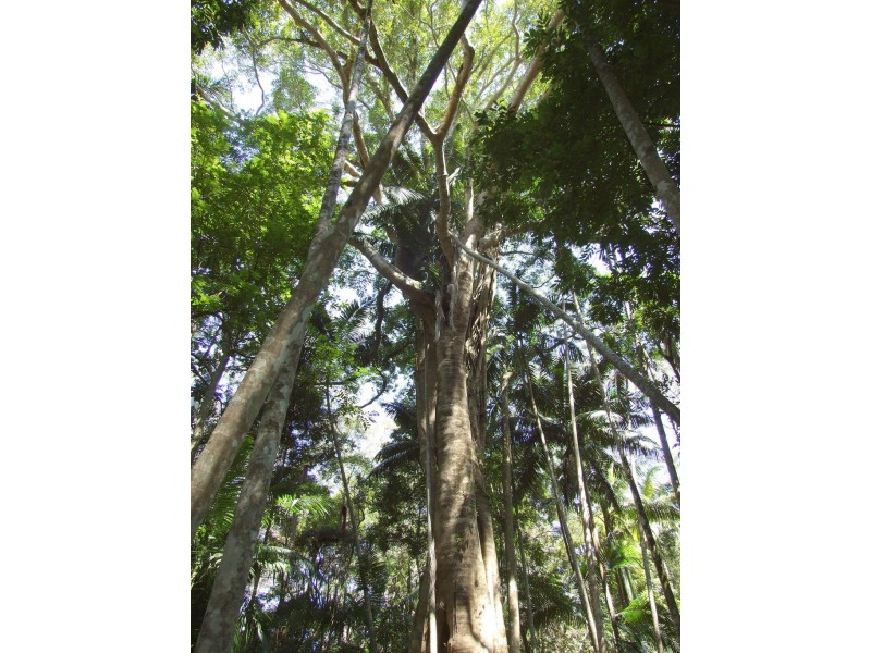 447 National Park Road, Ravensbourne QLD 4352