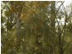 Lot 54 Dahl Road, Crows Nest QLD 4355