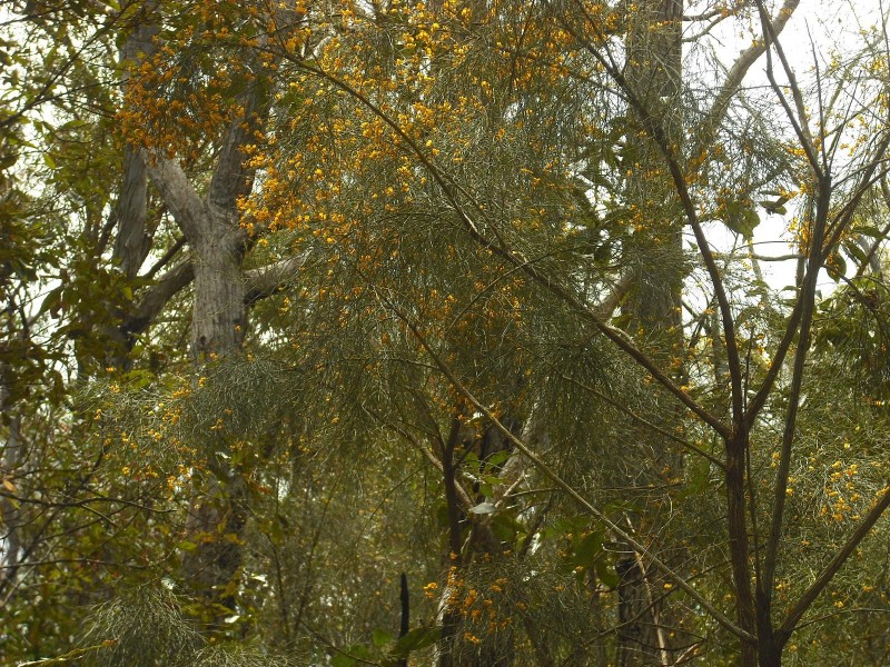 Lot 54 Dahl Road, Crows Nest QLD 4355
