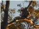 Lot 54 Dahl Road, Crows Nest QLD 4355