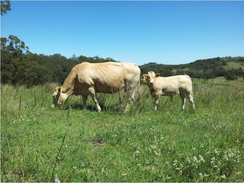 Lot 1 Pechey Maclagen Road, Groomsville QLD 4352