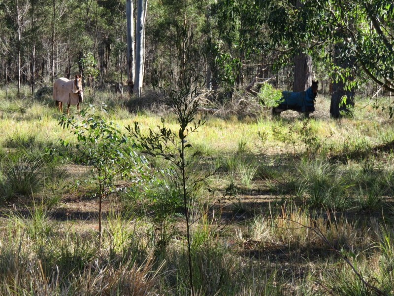 45 Brennan Road, Hampton QLD 4352