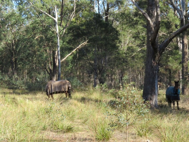 45 Brennan Road, Hampton QLD 4352