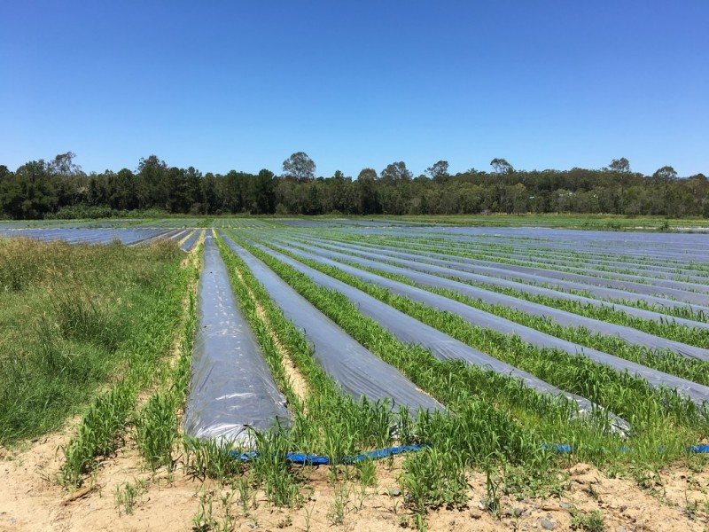 Caboolture QLD 4510