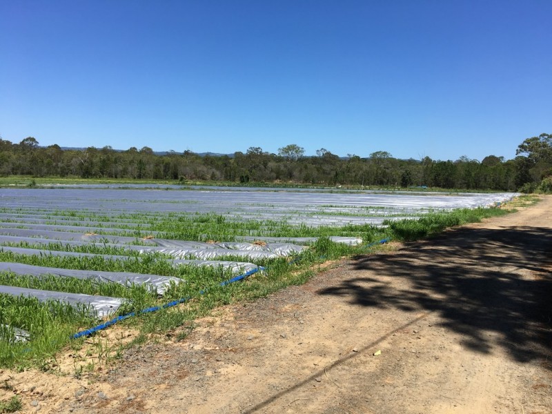 Caboolture QLD 4510