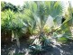 Elimbah QLD 4516