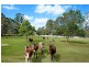 Elimbah QLD 4516