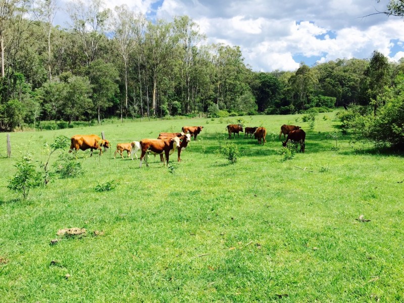 Delaneys Creek QLD 4514