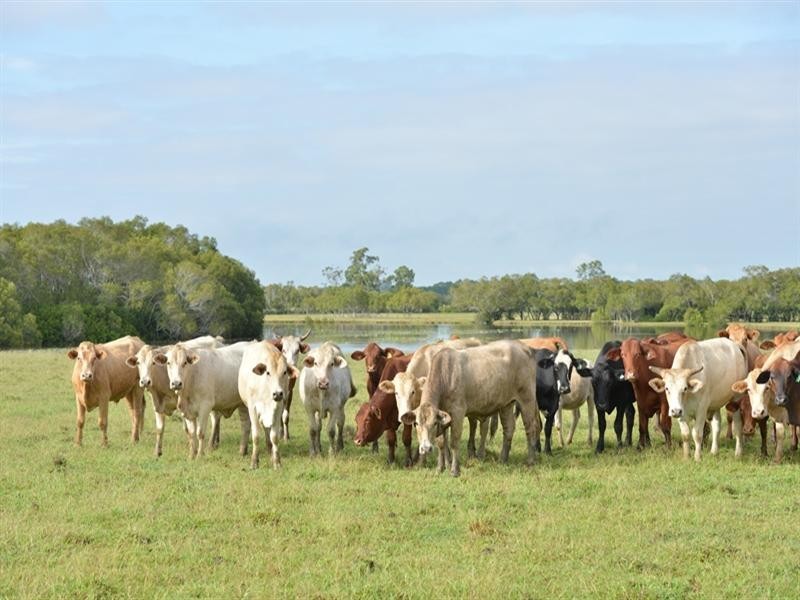Beachmere QLD 4510
