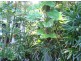 Burpengary QLD 4505
