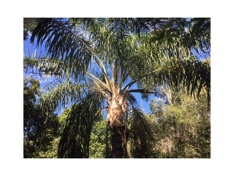 Burpengary QLD 4505