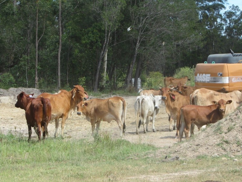 Moodlu QLD 4510