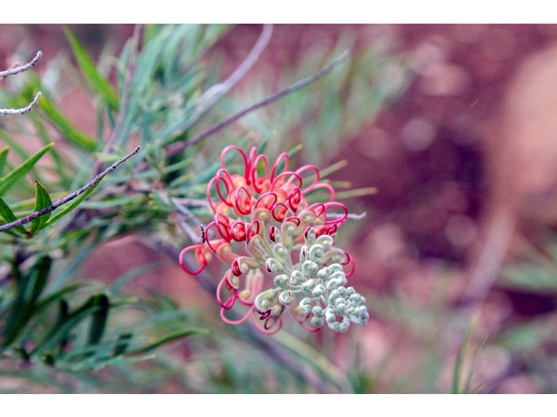 35 Lukin Avenue, Darlington WA 6070