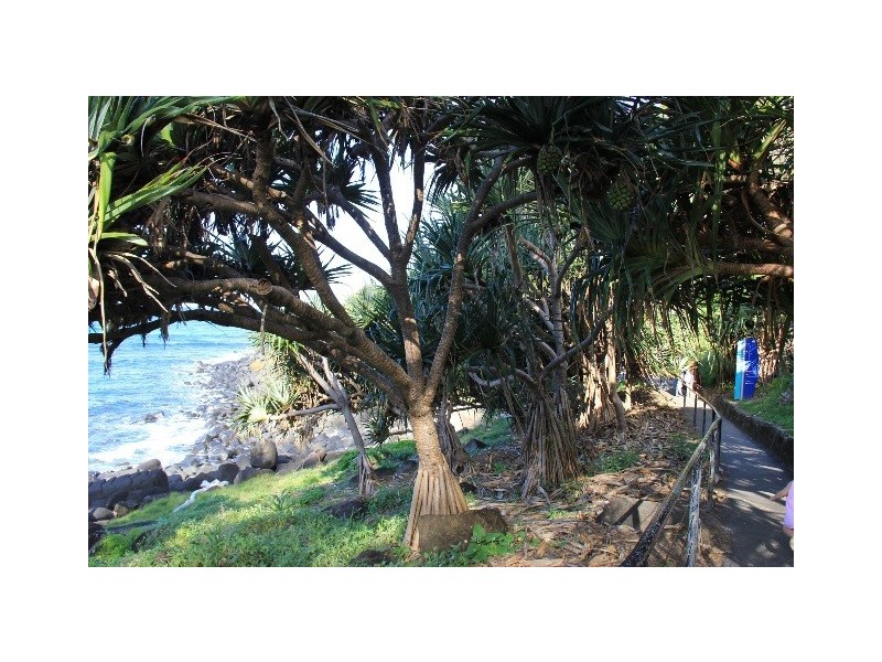 35 Acanthus Avenue, Burleigh Heads QLD 4220