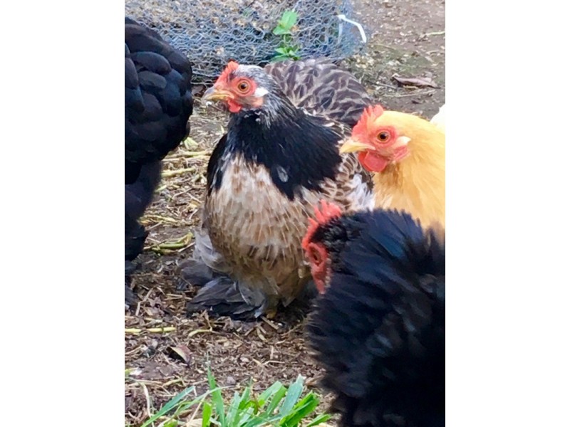 194 Berrigans Road, Mudgeeraba QLD 4213