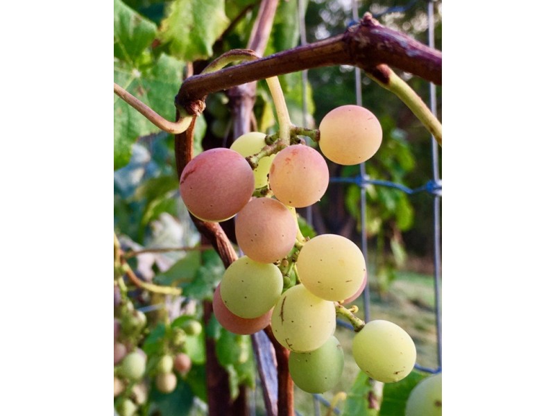 194 Berrigans Road, Mudgeeraba QLD 4213