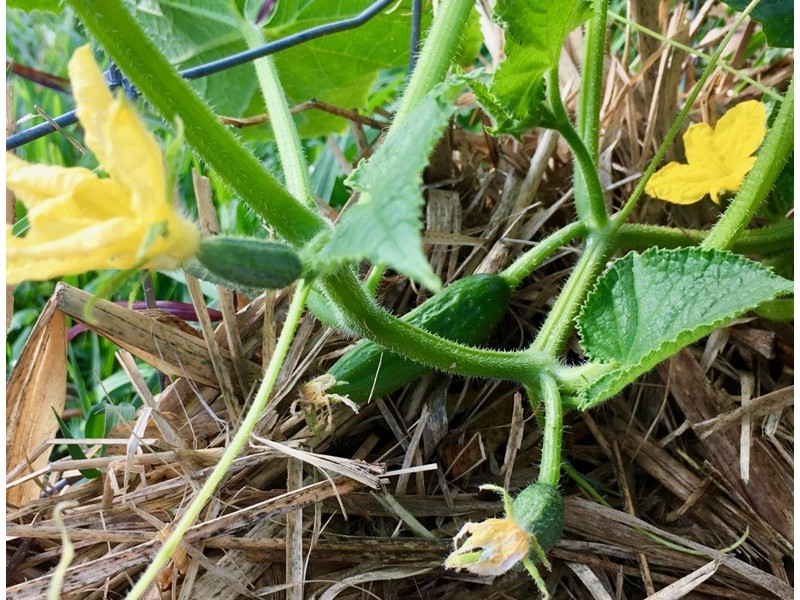 194 Berrigans Road, Mudgeeraba QLD 4213