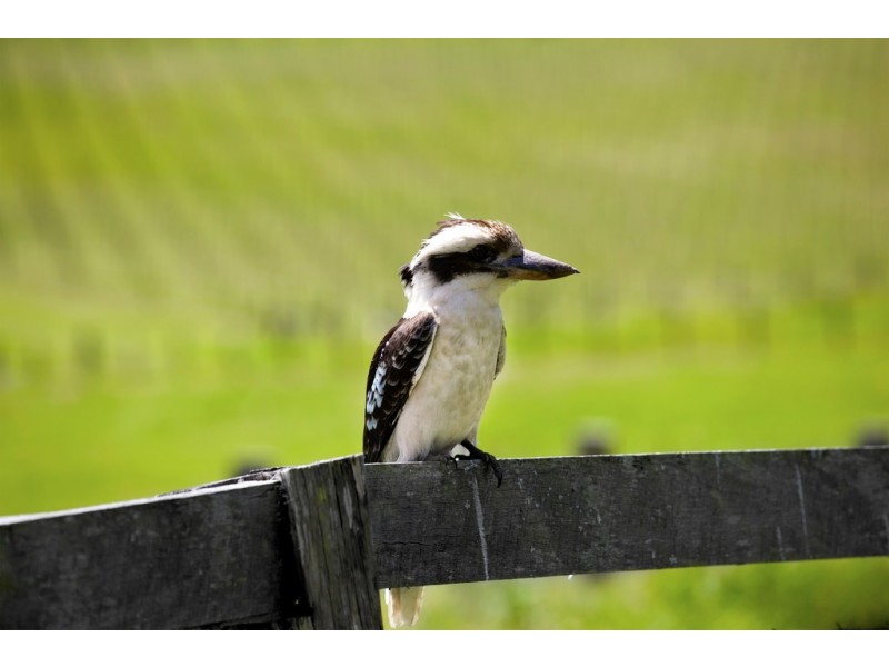 256 Fridays Creek Road, Upper Orara NSW 2450