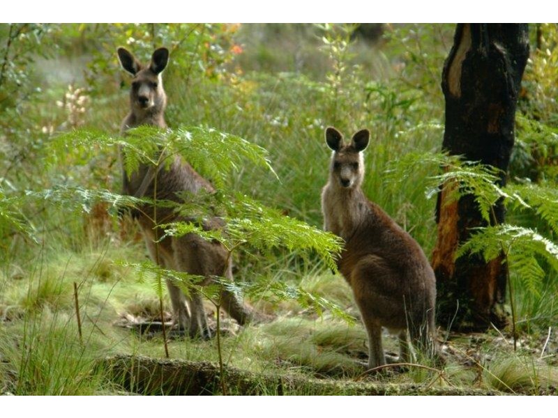 1028 Eastbank Road, Nana Glen NSW 2450