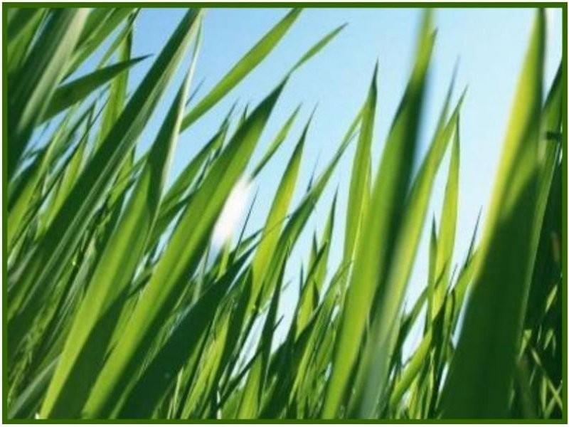 33A Kennedy Street, Melville WA 6156