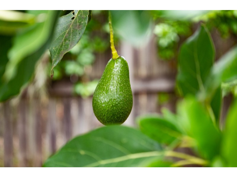 57 Mcleod Street, Cleveland QLD 4163