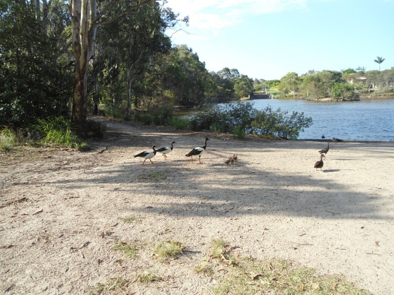 39 Riesling Street, Thornlands QLD 4164