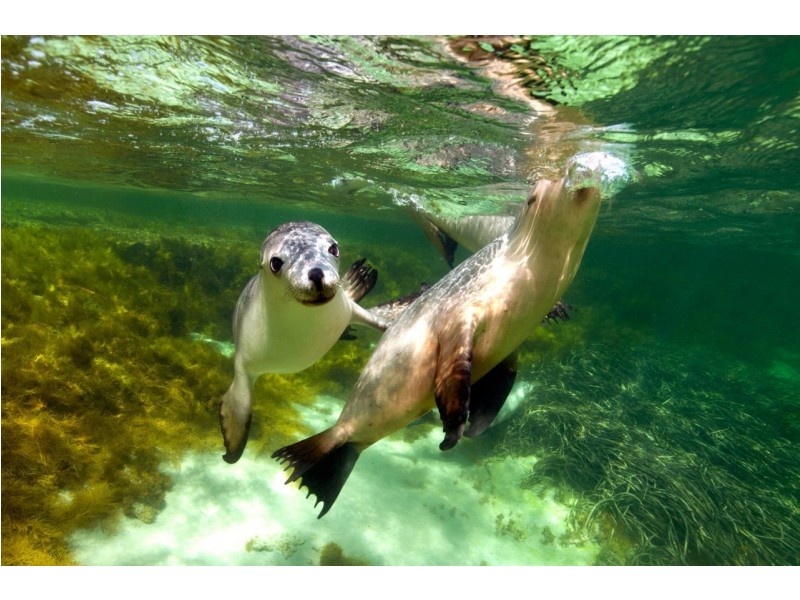 33-35 Baird Bay Road, Baird Bay SA 5671