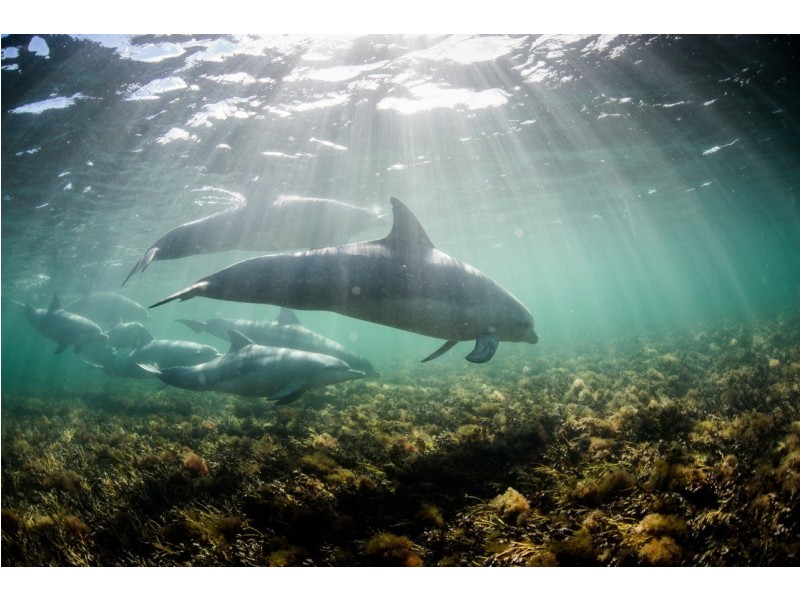 33-35 Baird Bay Road, Baird Bay SA 5671