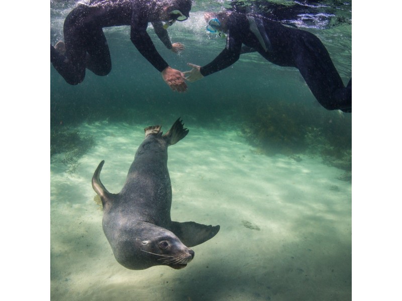 33-35 Baird Bay Road, Baird Bay SA 5671