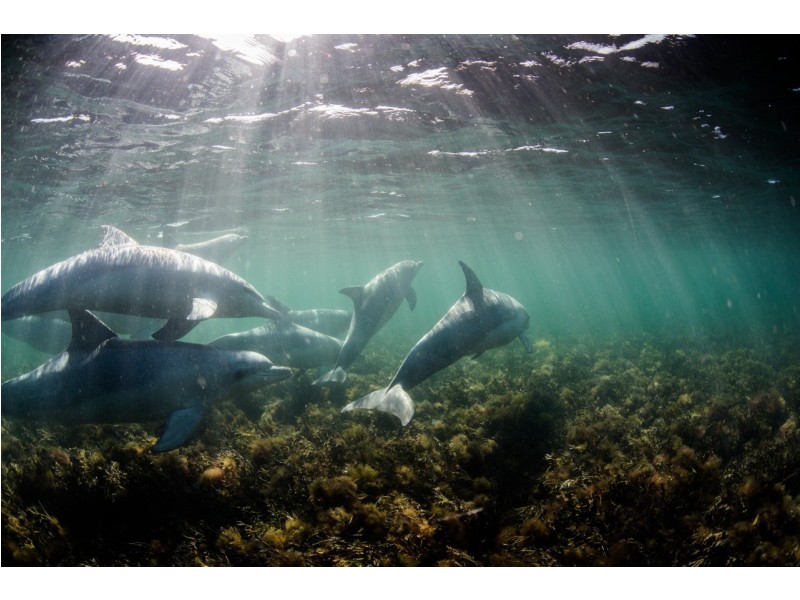 33-35 Baird Bay Road, Baird Bay SA 5671