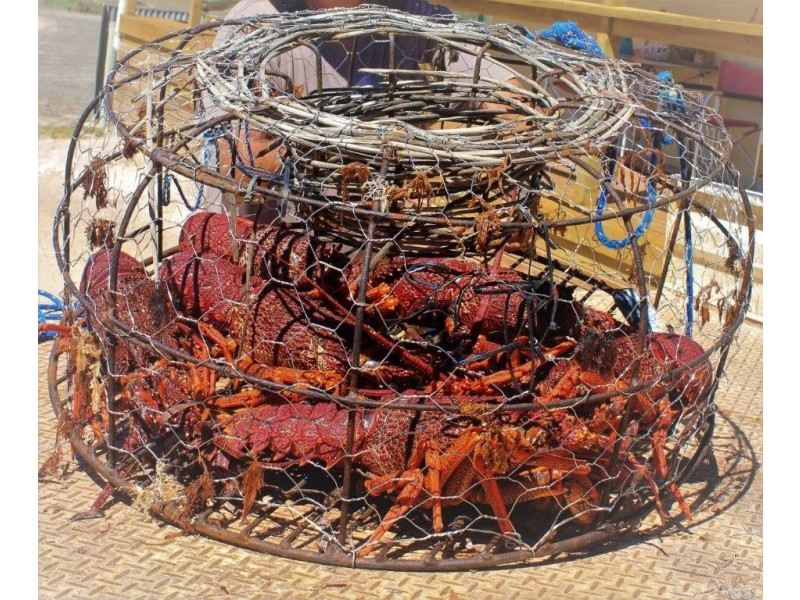 Various Allots Westall Way Loop, Westall SA 5680