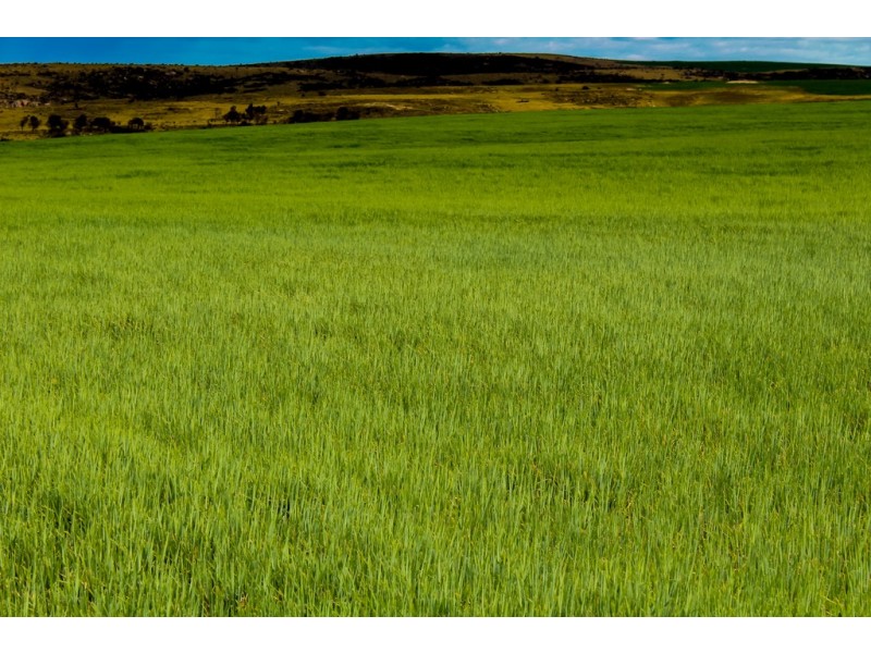 Section 425 Kiandra Road, Lipson SA 5607