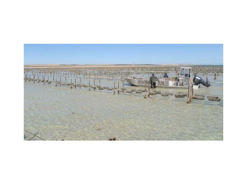 Oyster Lease Stanley Williams Drive, Streaky Bay SA 5680