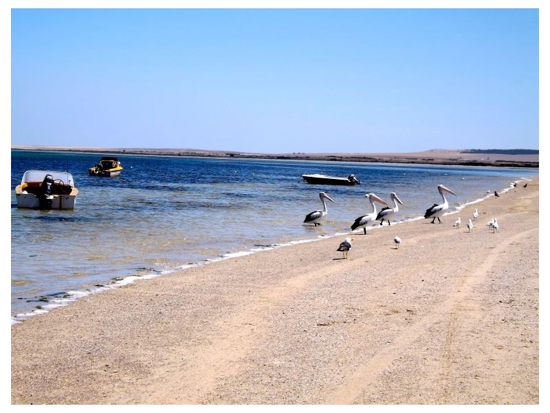 27 Baird Bay Rd, Baird Bay, Streaky Bay SA 5680 Elders Real Estate