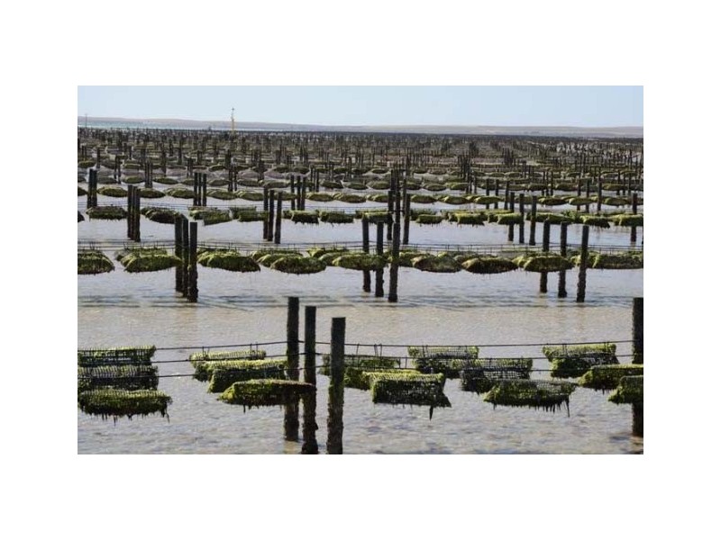 Oyster Lease Stanley Williams Drive, Streaky Bay SA 5680