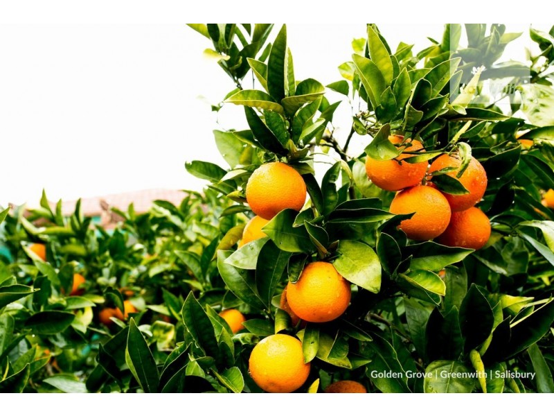 10 Hunt Street, Salisbury SA 5108