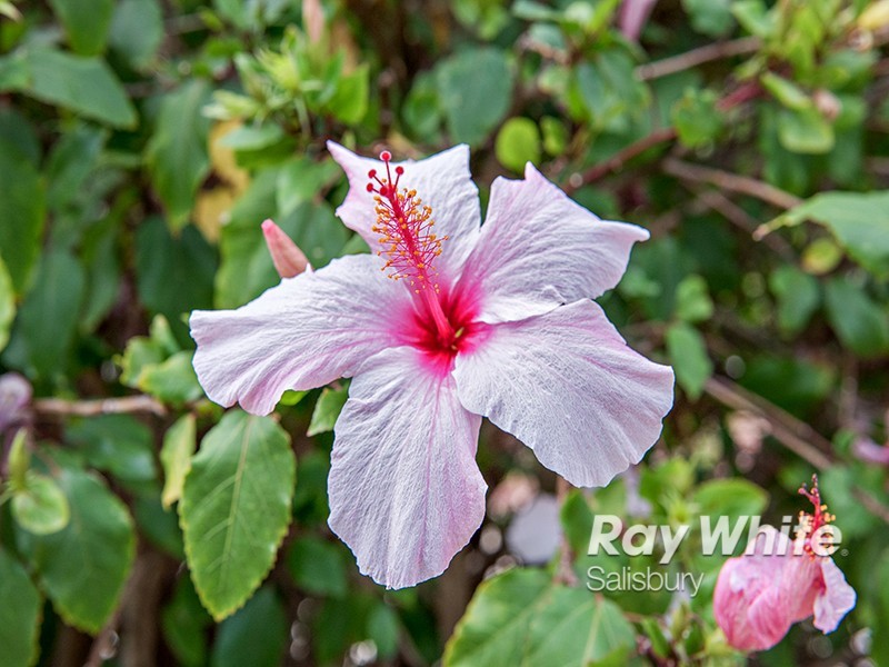 51 Judd Road, Elizabeth SA 5112