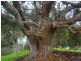 Lot 10 Rokewood Heights, Bridgetown WA 6255