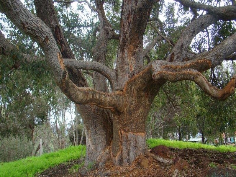 Lot 10 Rokewood Heights, Bridgetown WA 6255