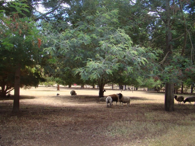 19 James Street, North Greenbushes WA 6254