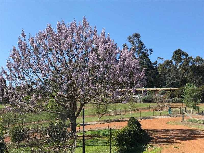 11 Nickajack Place, Bridgetown WA 6255