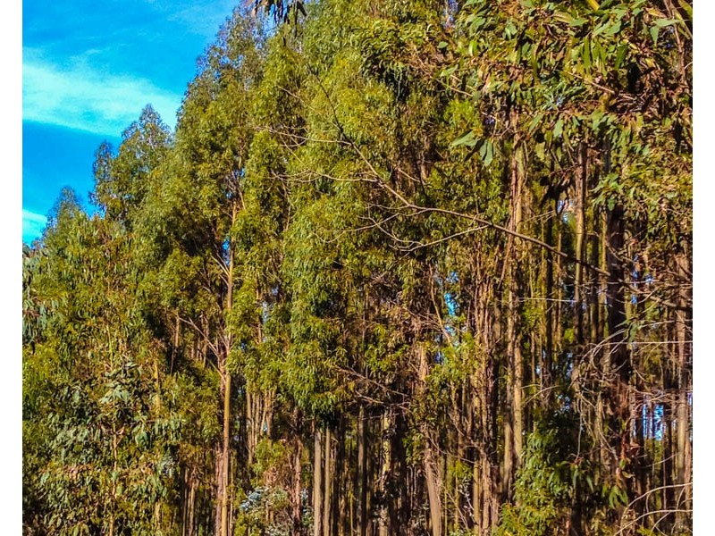 Lot 15 Brockman Highway, East Nannup WA 6275