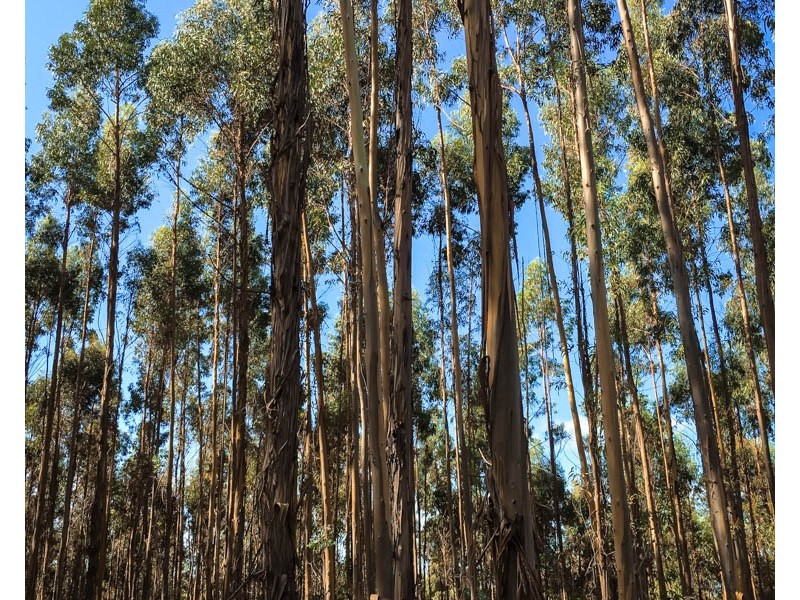 Lot 15 Brockman Highway, East Nannup WA 6275