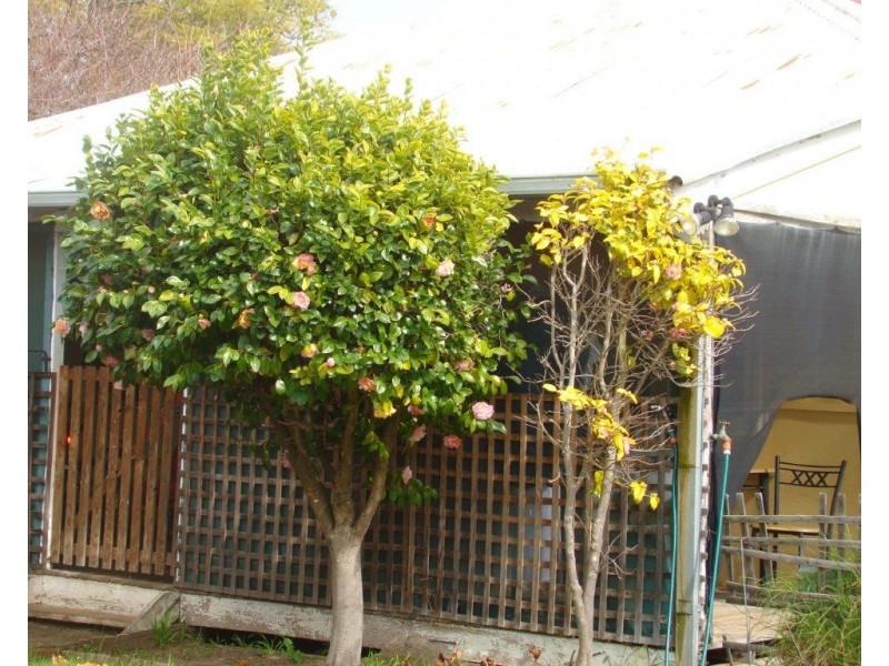 33 Padbury Road, Bridgetown WA 6255